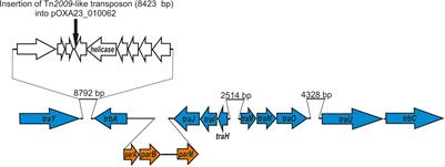 Ubiquitous Conjugative Mega-Plasmids of Acinetobacter Species and Their Role in Horizontal Transfer of Multi-Drug Resistance